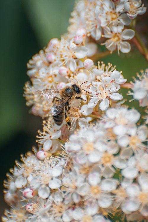 Free Close-up of a honeybee pollinating white flowers in a bright spring garden. Stock Photo