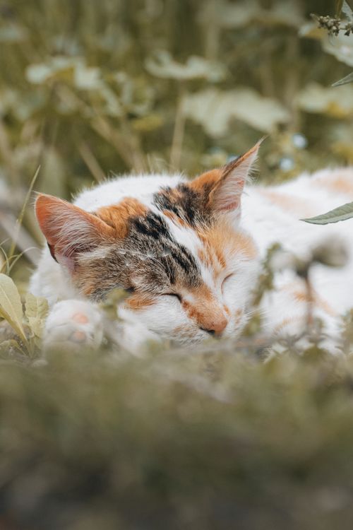 Free A serene calico cat comfortably sleeping among green foliage outdoors on a sunny day. Stock Photo