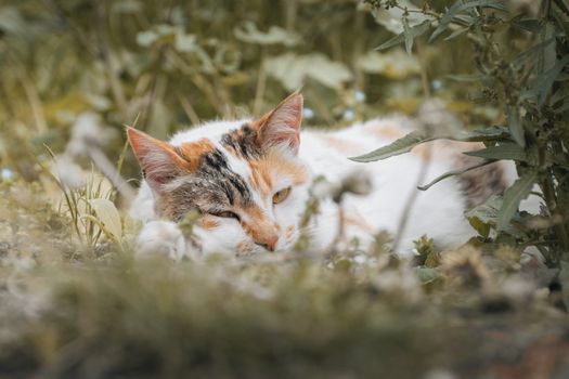 subtle cat pain signs most owners overlook