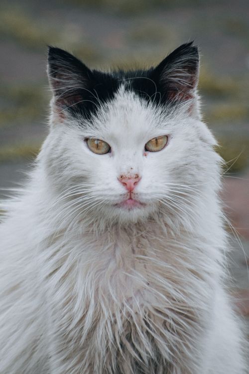 Free Close-up of a long-haired cat with unique black and white markings, captured in natural light. Stock Photo