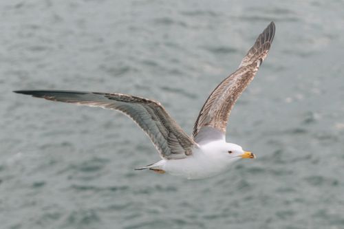 Free A close-up shot of a seagull flying over the ocean, showcasing its detailed wings and serene motion. Stock Photo