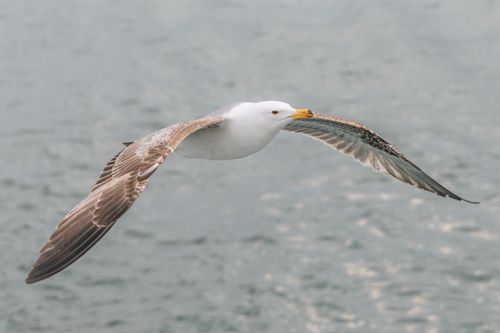 Free A seagull gracefully flying over the ocean, showcasing its impressive wingspan and freedom. Stock Photo