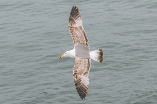 Free A graceful seagull soars over calm ocean waters, showcasing its broad wings and natural elegance. Stock Photo