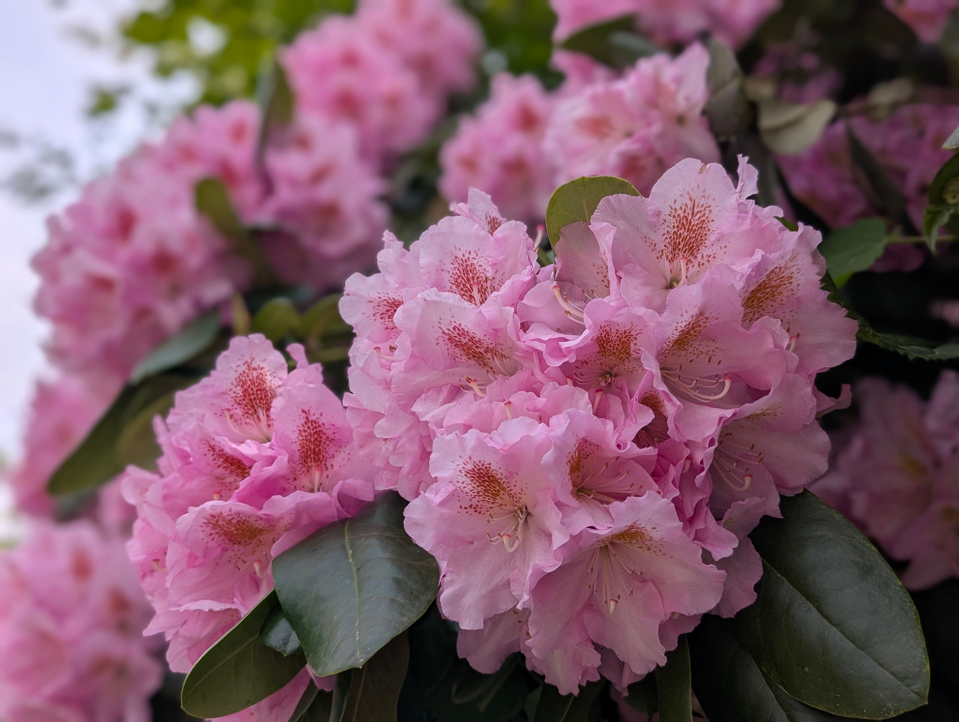 Close-Up of Pink Rhododendron Blossoms · Free Stock Photo
