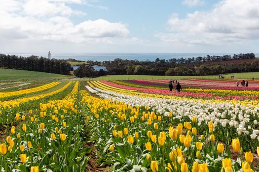 Vibrant tulip fields overlooking the coast in Wynyard, Tasmania under a clear sky.