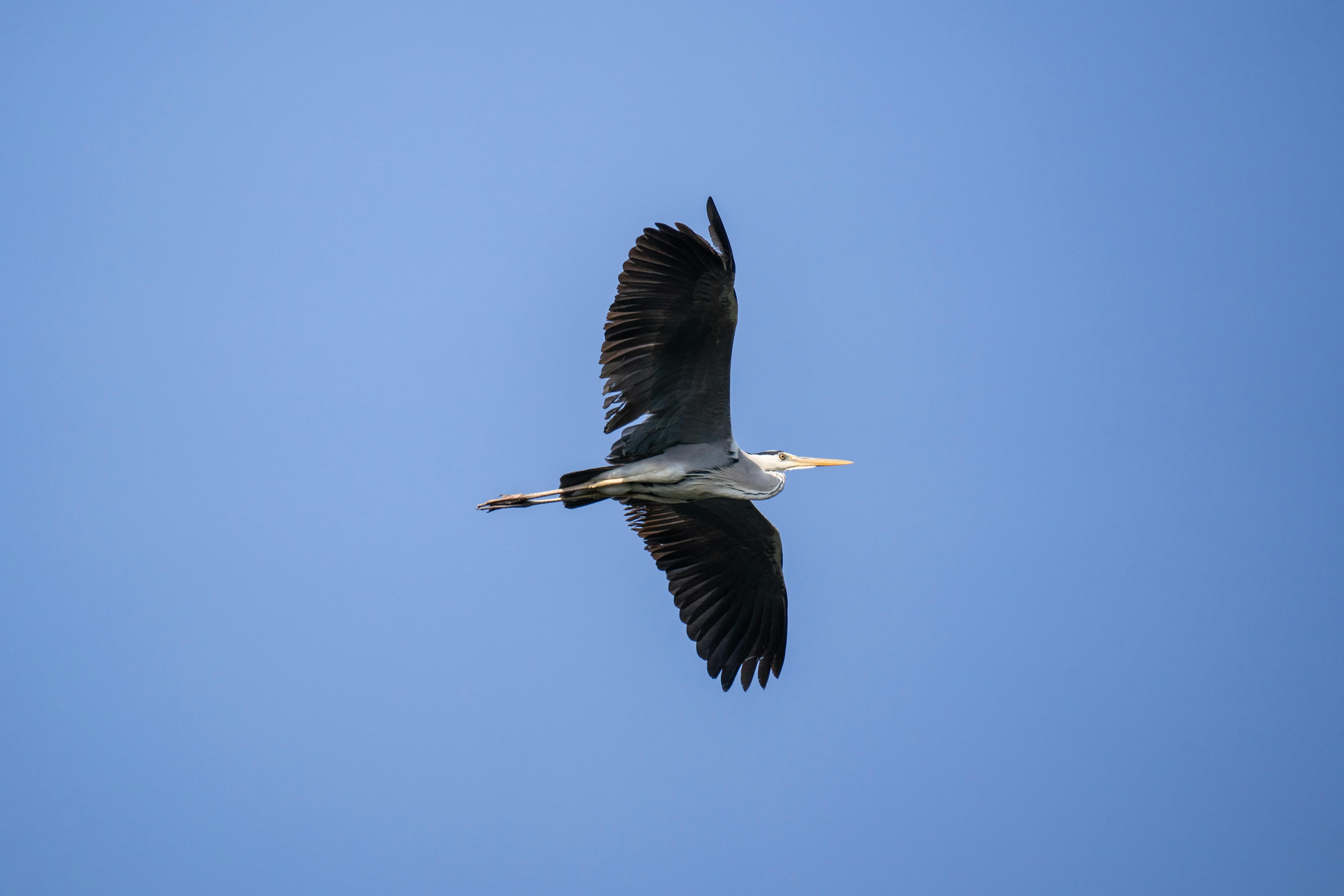 免費 ardea herodias, 優美, 冷靜 的 免費圖庫相片 圖庫相片