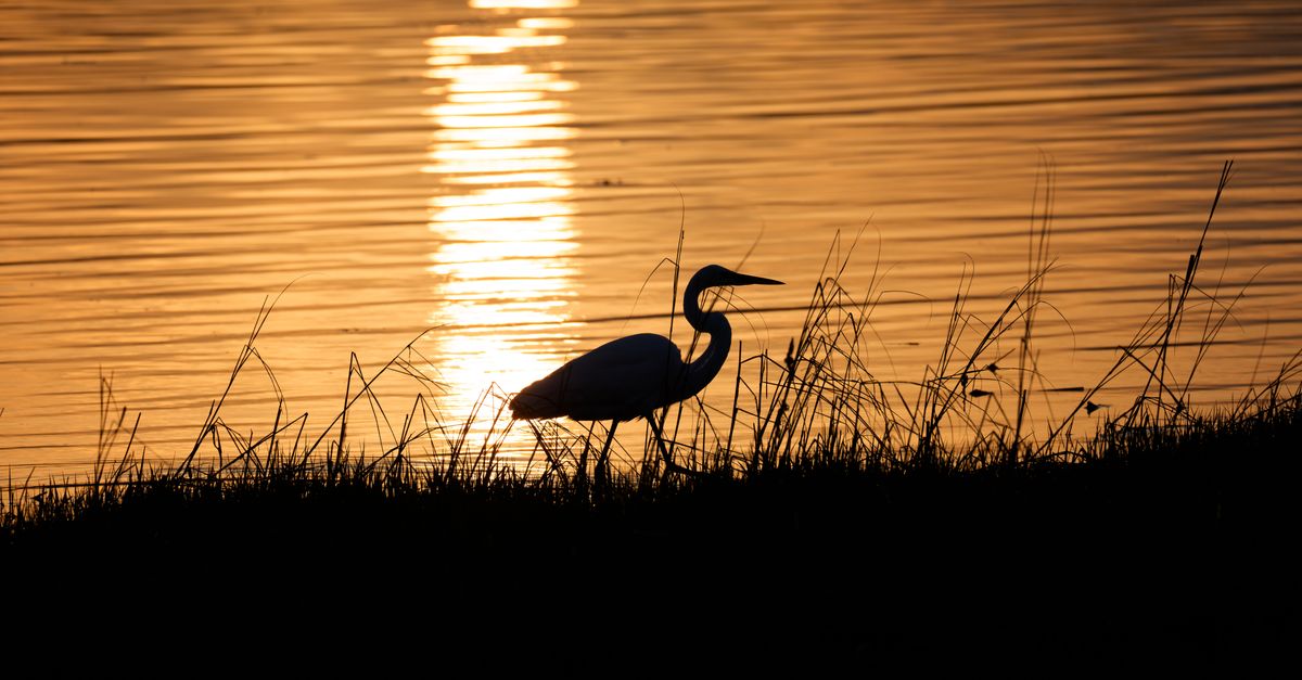 A serene silhouette of an egret at sunrise in Stamford, Connecticut, capturing the tranquil beauty of nature.