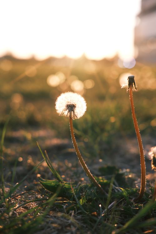 Free Sunlit dandelions in a green field during golden hour, showcasing nature's serenity. Stock Photo