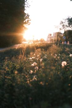 Sunset casting warm light over wildflowers, capturing the serene beauty of nature in Poland.