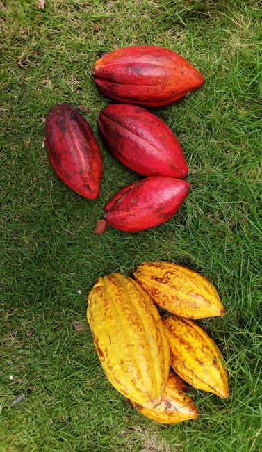 Fotomural Vainas de cacao rojas y amarillas dispuestas sobre hierba verde, resaltando sus vibrantes colores.
