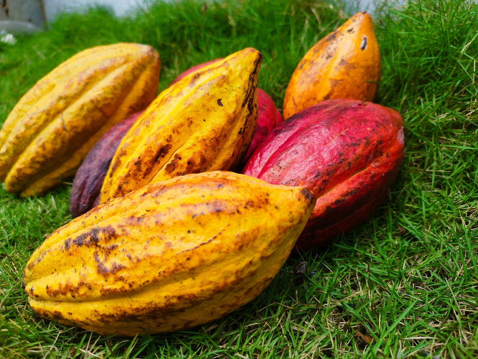 Lindt Wholesale in France: A Buyer's Guide
