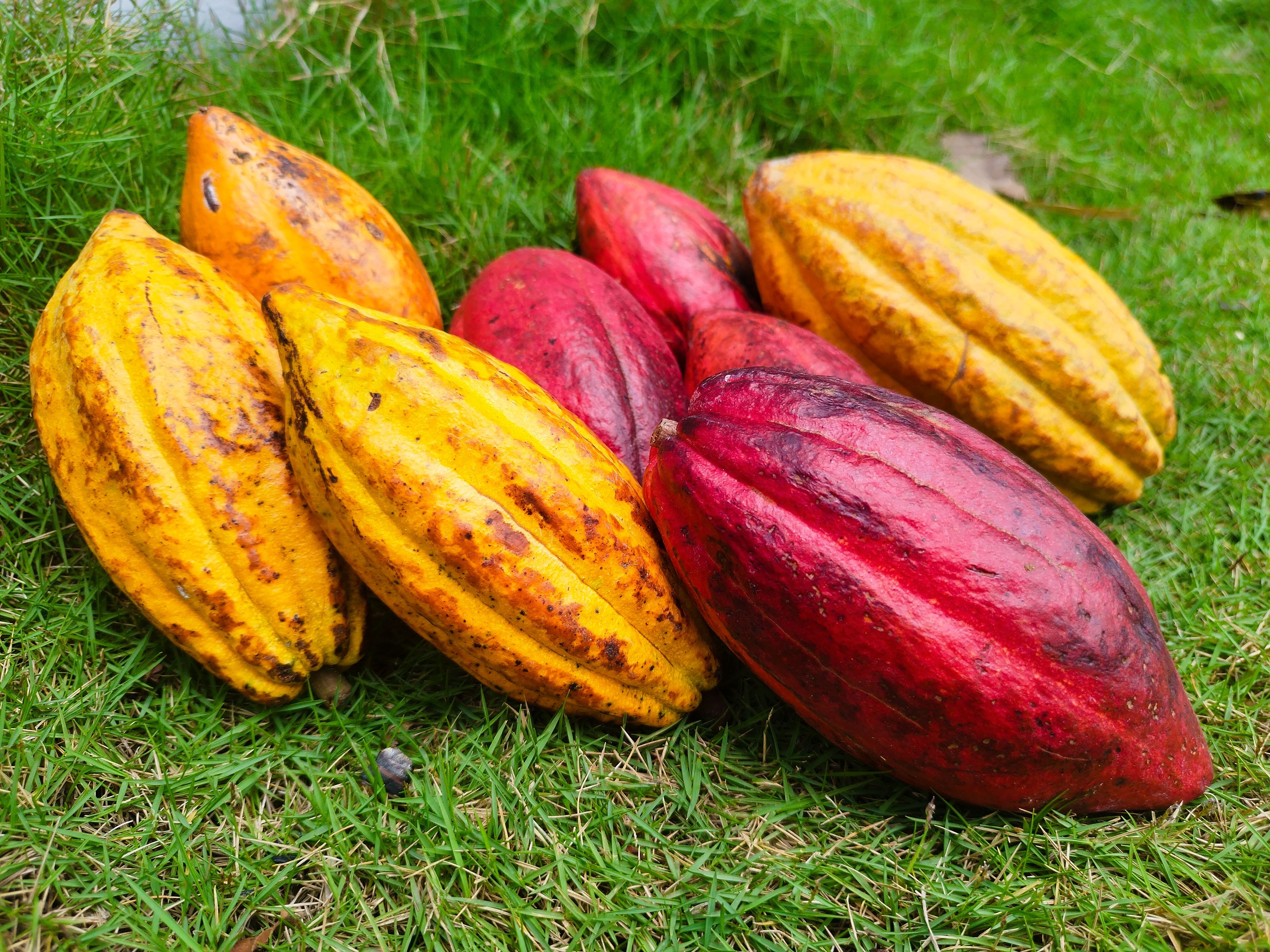 Bright yellow and red cocoa pods resting on vivid green grass, showcasing their rich colors and texture. - Evidence evidence guide for cocoa flavanols memory randomized trial