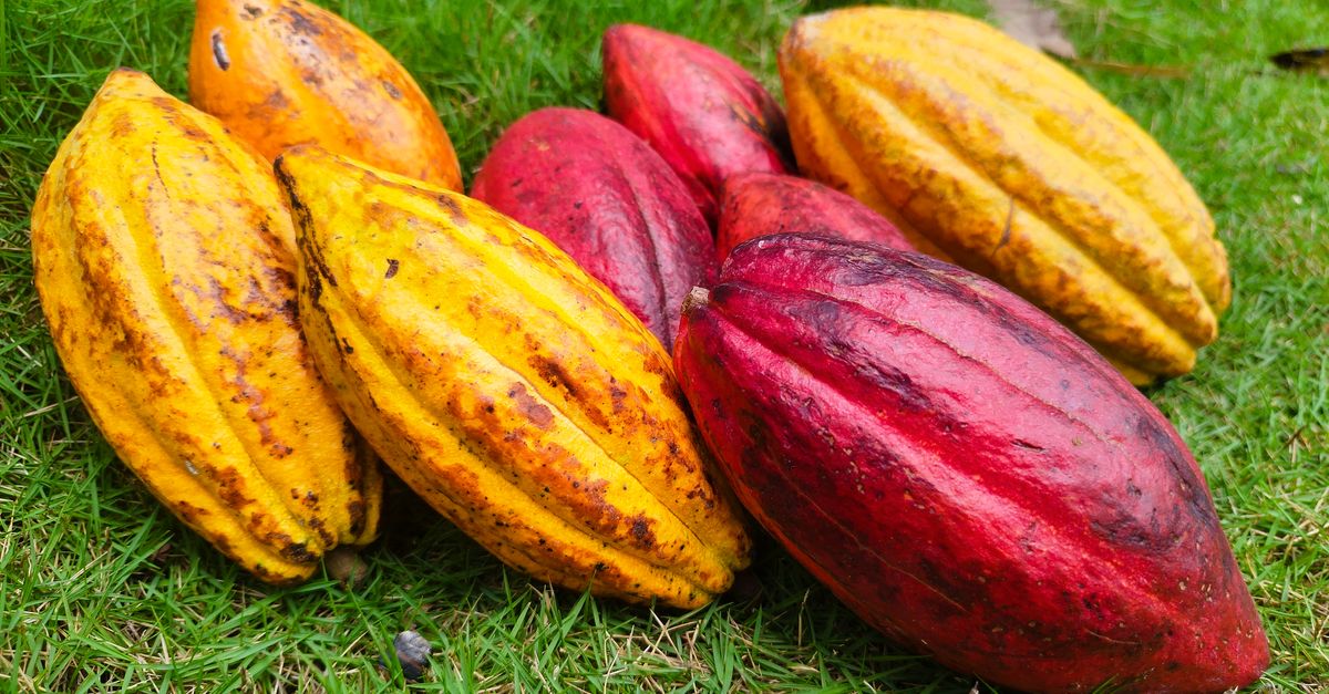 Bright yellow and red cocoa pods resting on vivid green grass, showcasing their rich colors and texture. - Evidence evidence guide for cocoa flavanols memory randomized trial