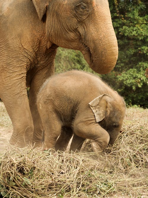 bezplatná Základová fotografie zdarma na téma asijský slon, baby slon, barbarský Základová fotografie