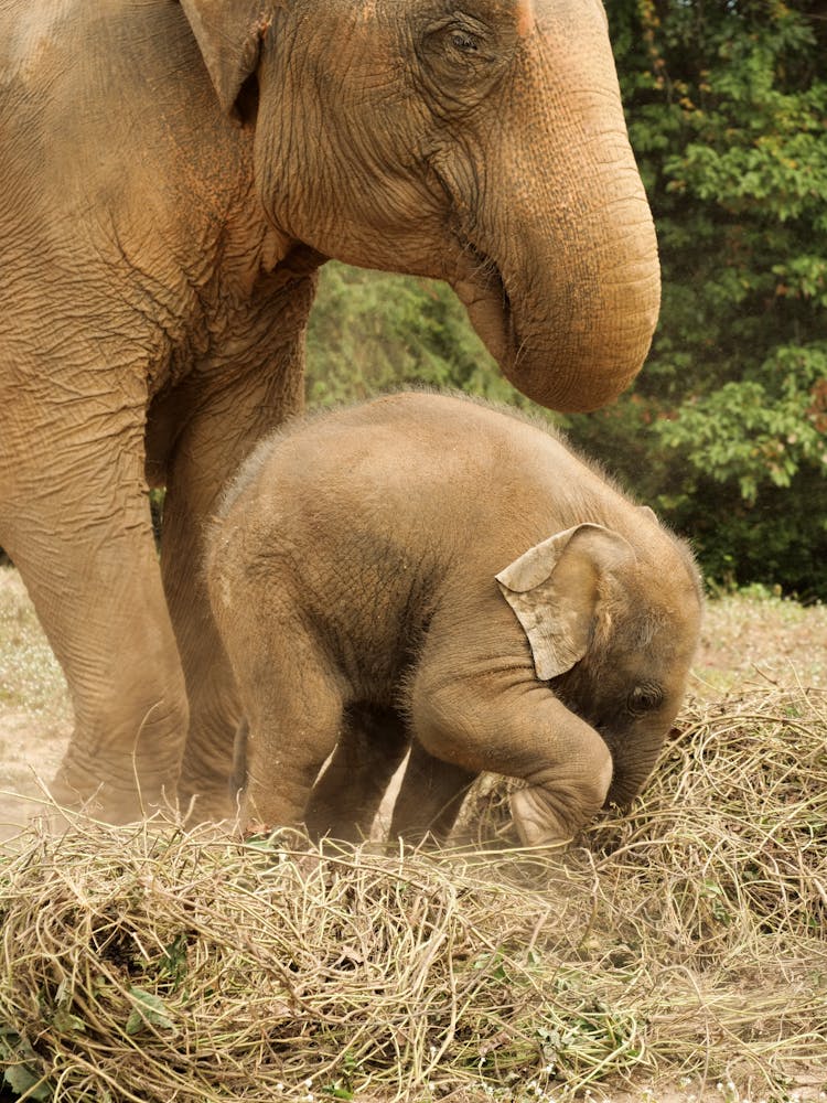 Photo Of Elephants On Grass