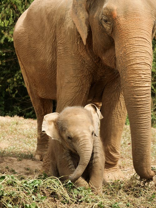 20 000+ Bébé Éléphant banque d'images et photos libres de droit