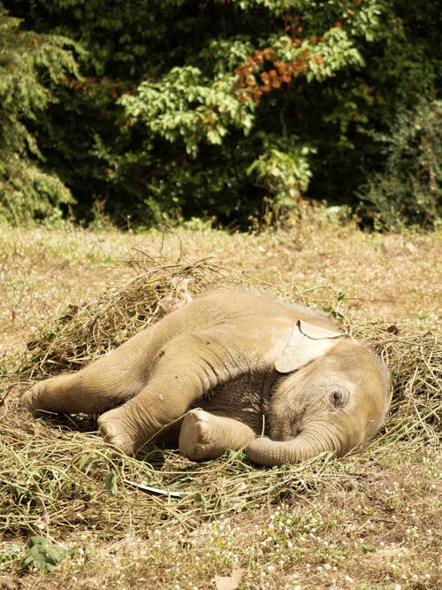 잔디에 누워있는 아기 코끼리의 사진