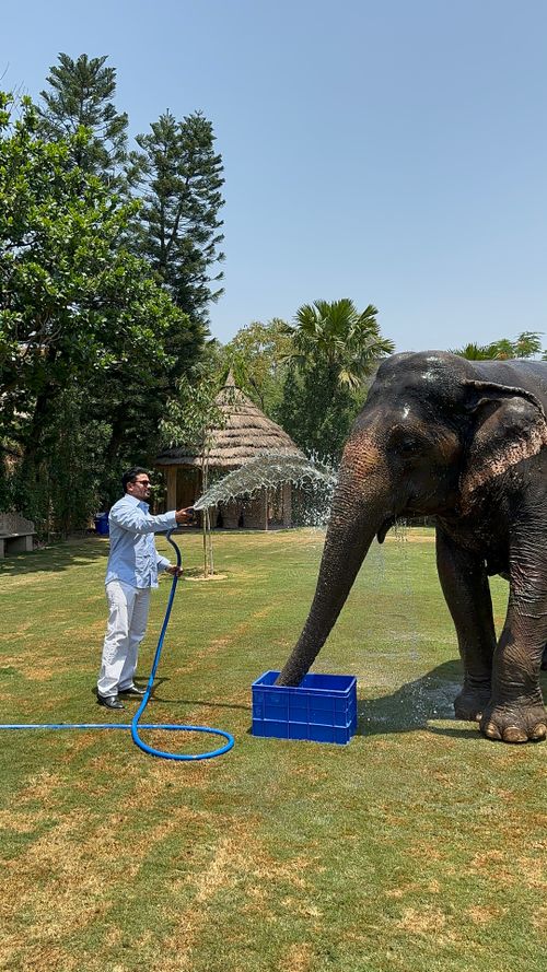 Free A man uses a hose to bathe an elephant on a clear day in Jaipur, India, amidst lush greenery. Stock Photo