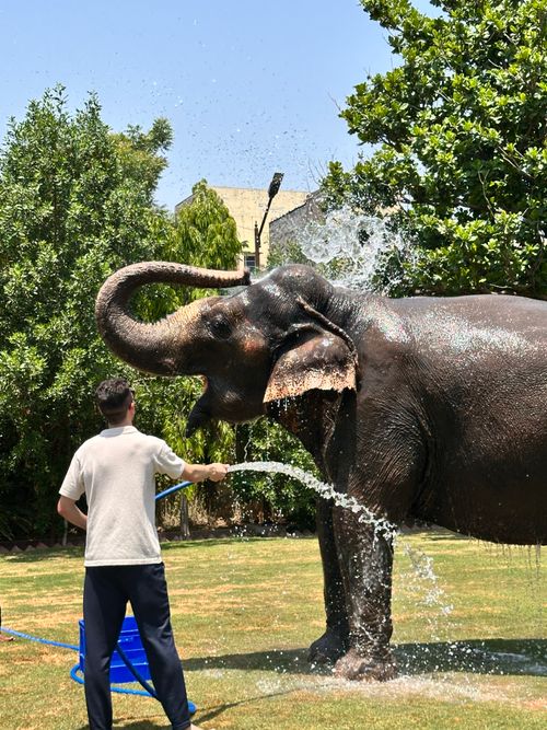 Free A man hoses down an elephant in a lush garden setting under bright sunlight. Stock Photo
