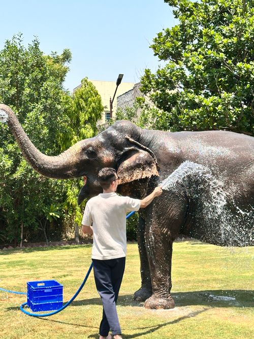 Free A man gently washes a large elephant with a hose in a sunny, lush garden environment. Stock Photo