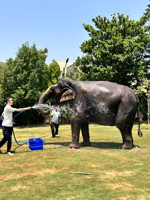 Free A person hosing down an elephant in a sunny garden setting. Stock Photo