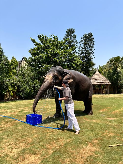 Free A man washing an Asian elephant with a hose on a sunny day surrounded by lush greenery. Stock Photo