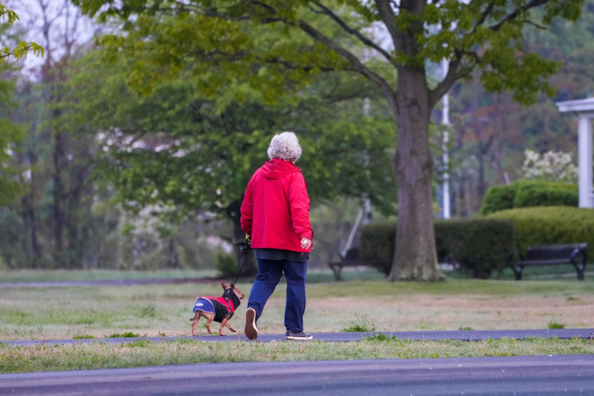 A woman walking her small dog on a leash through a green park