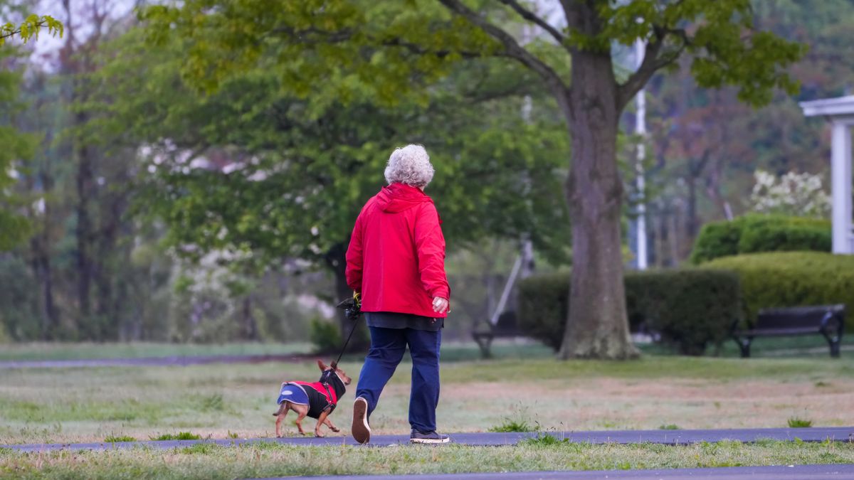 Person walking a small dog on a leash through a park; illustrative photo, not a training test