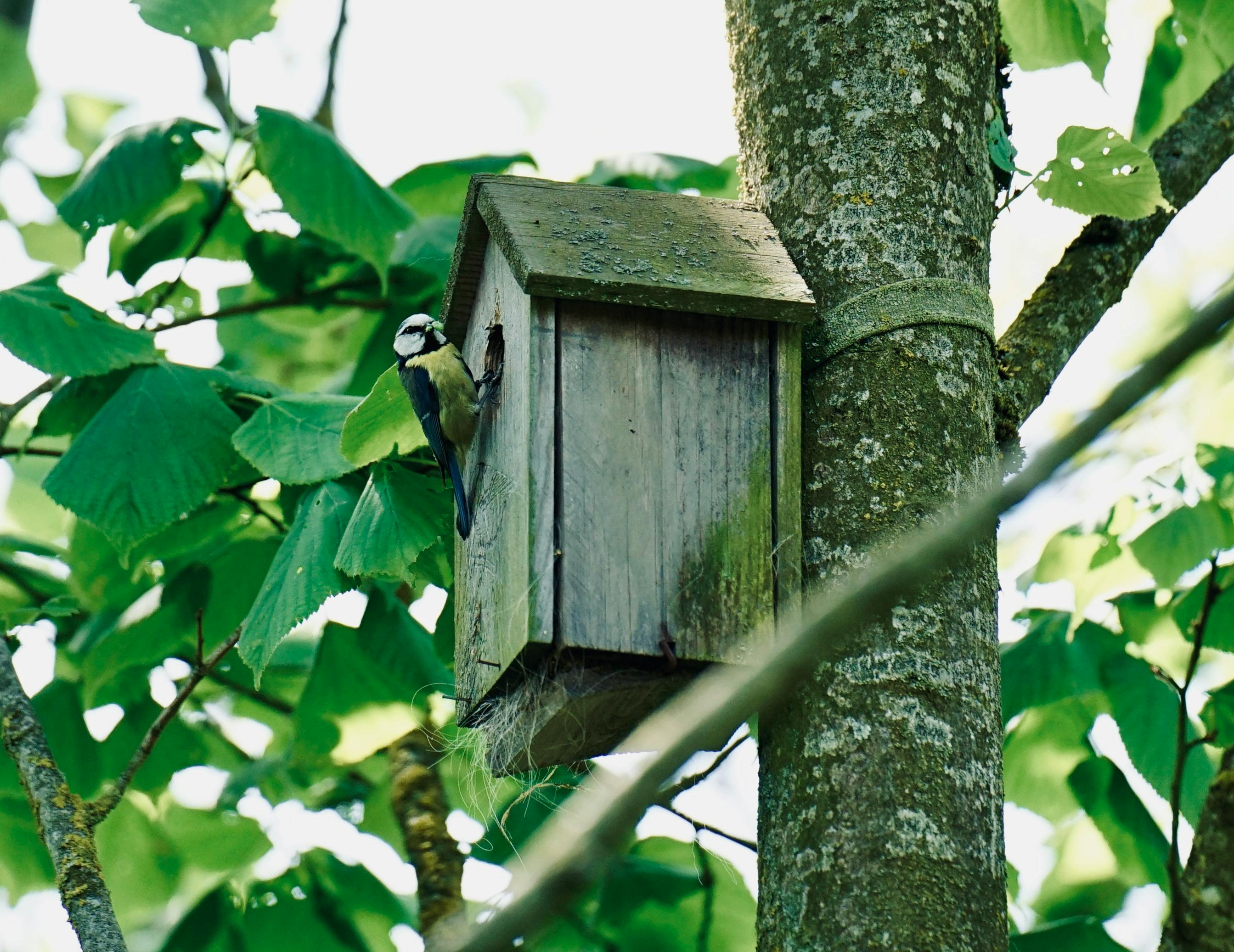 Habitats For Birds