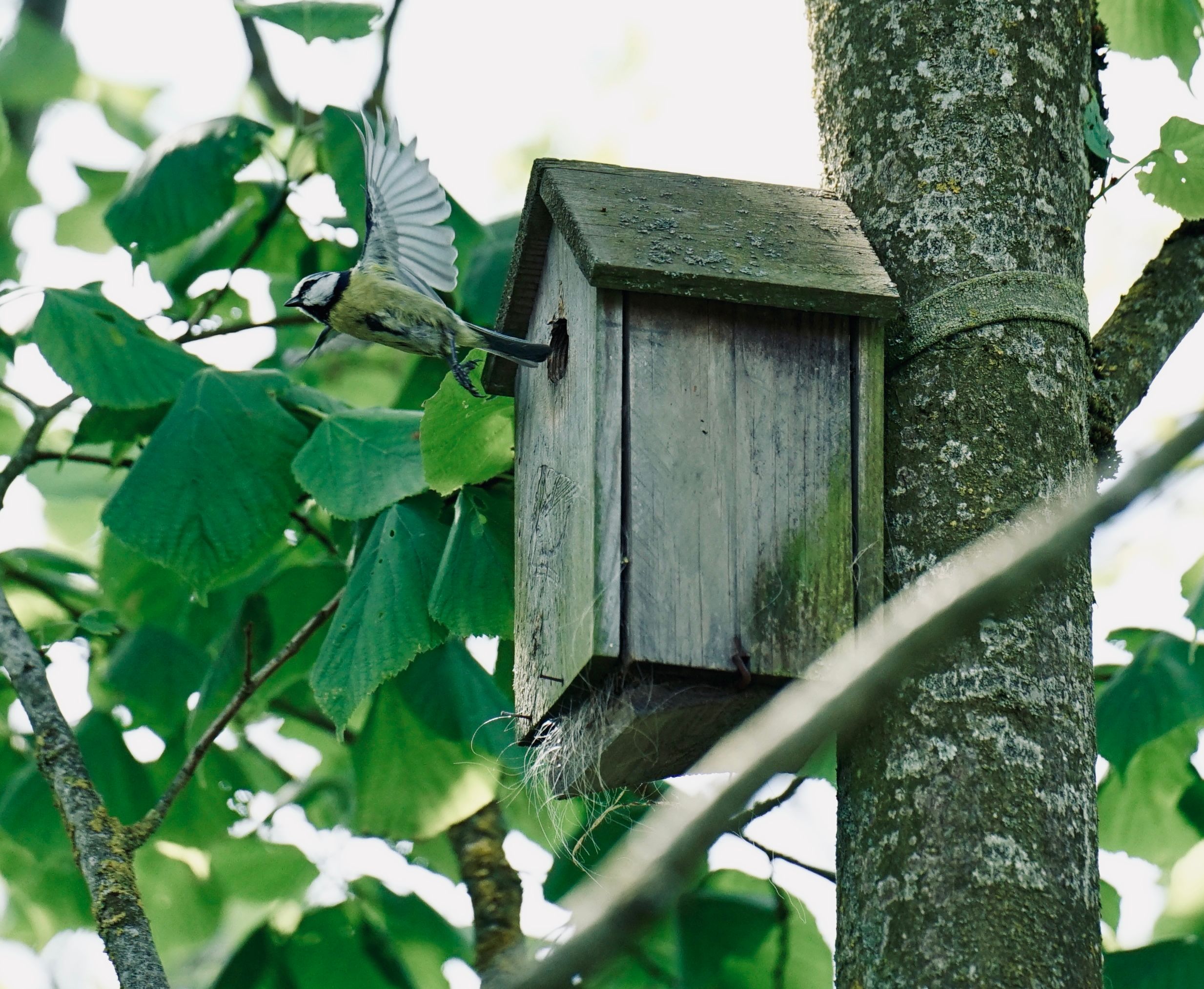 Habitats For Birds