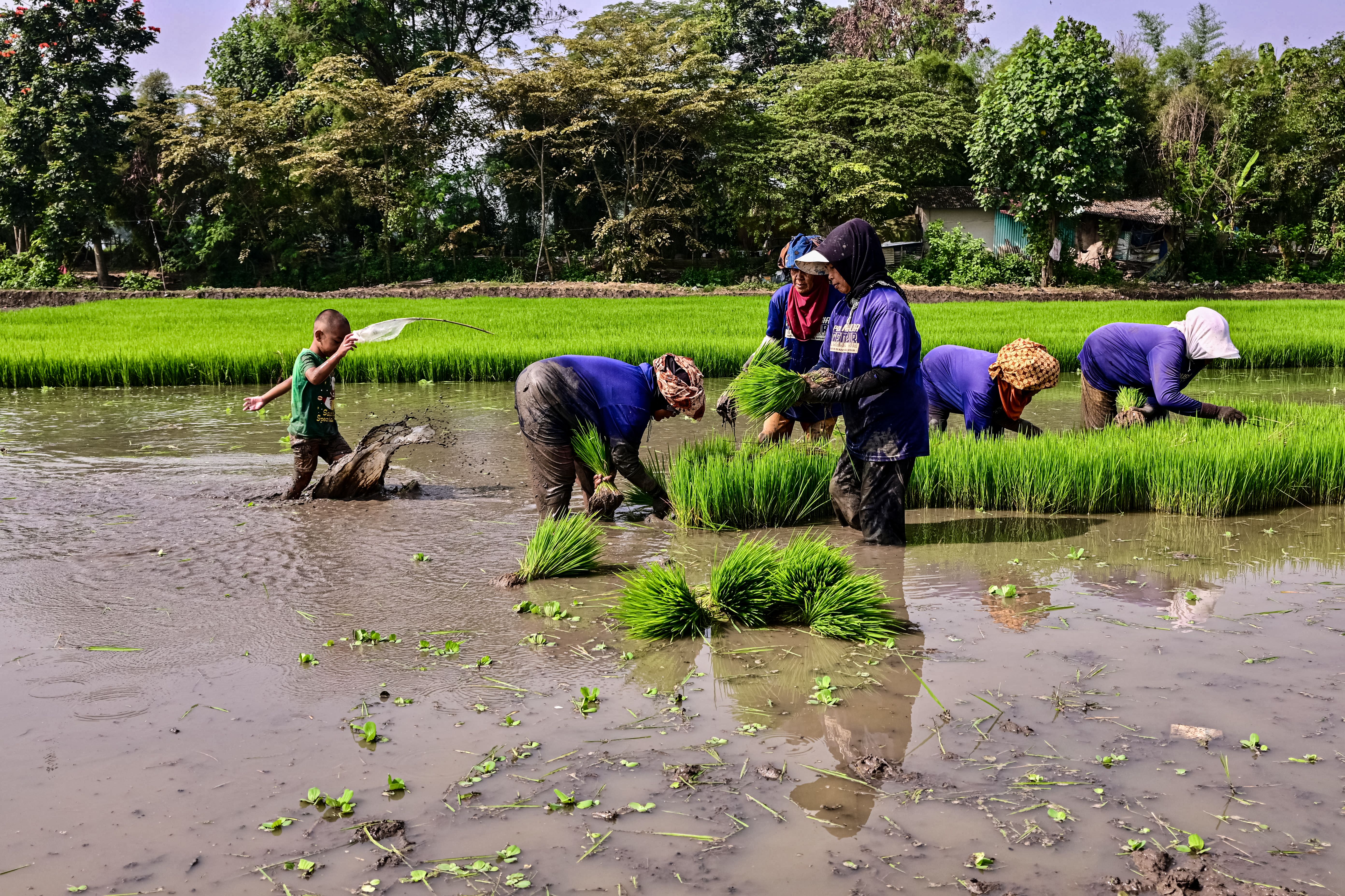 Farmers Planting Rice Seedlings in a Lush Paddy Field · Free Stock Photo