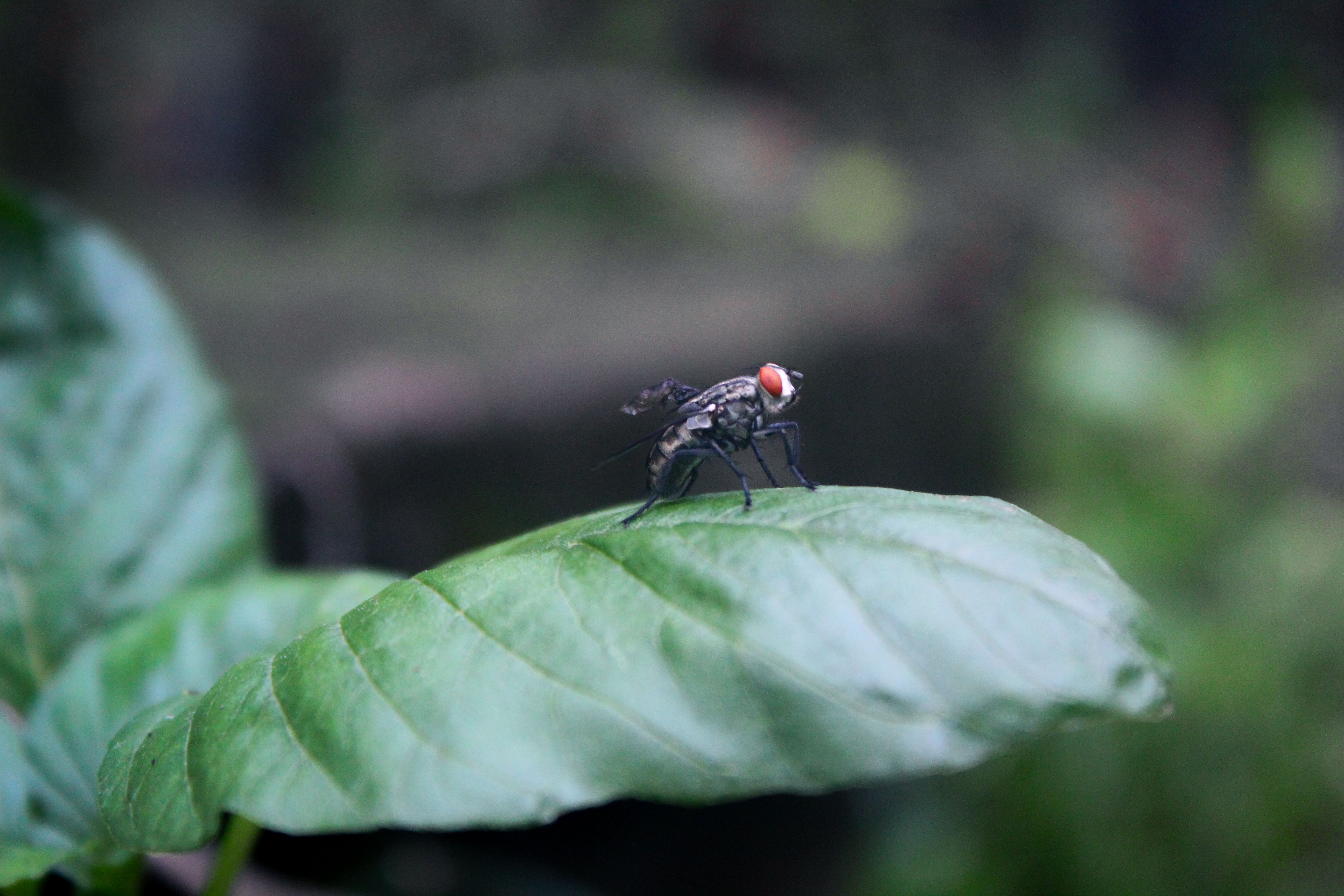 Close-up of Fly on Green Leaf in Nature · Free Stock Photo
