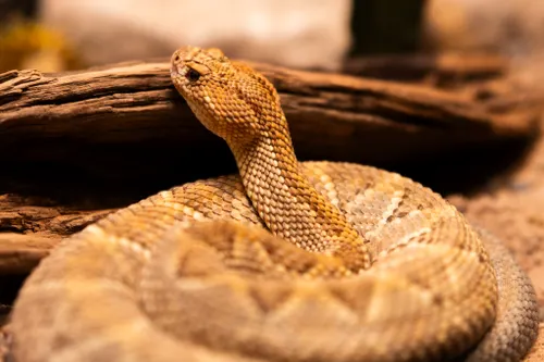 Rattlesnake Blood Yields a More Potent Antivenom