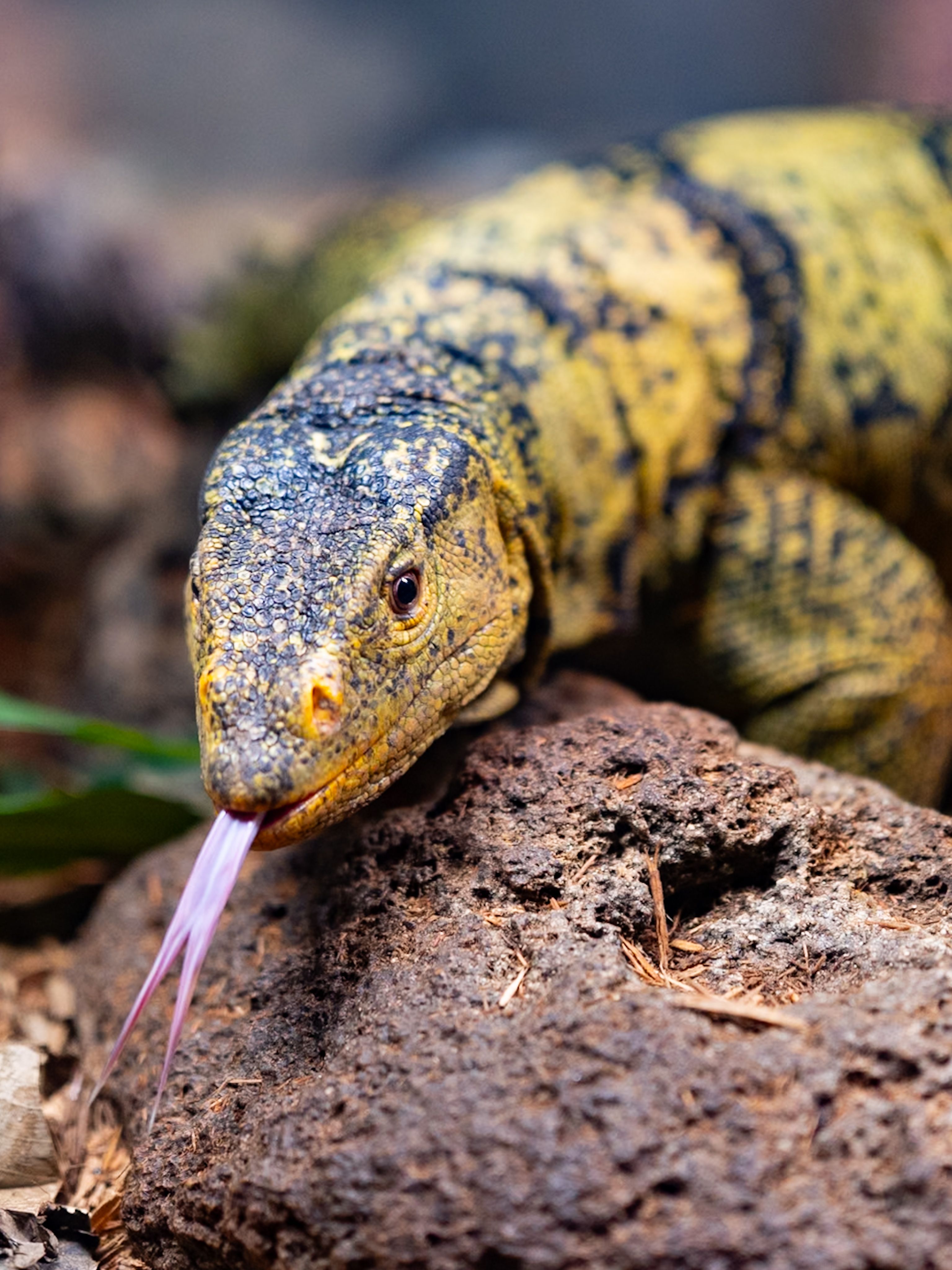 A vibrant yellow monitor lizard flicks its tongue while basking on a rock.