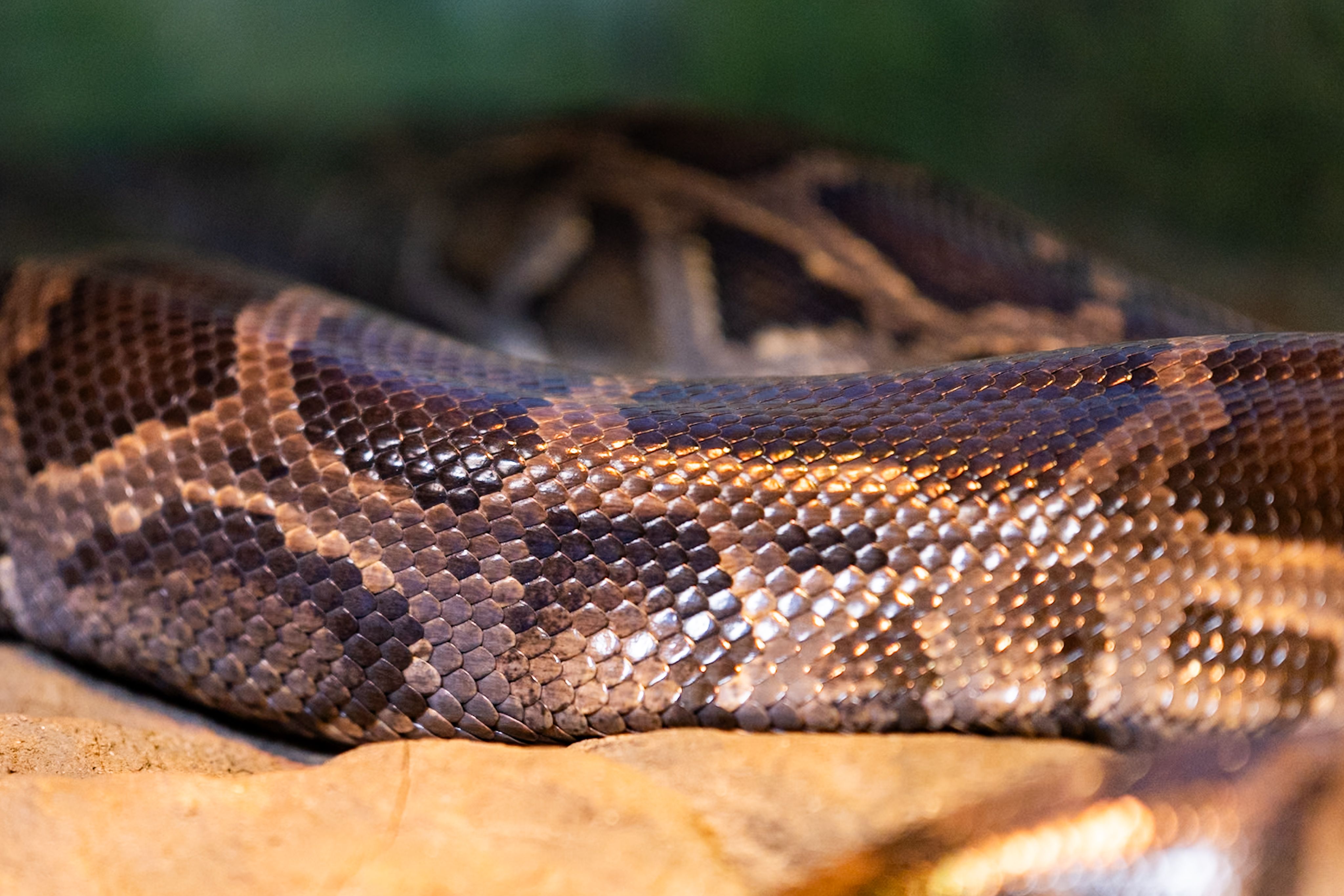 Rust boom: Rust developer vacancies increased by 40% — time to retrain from Python?