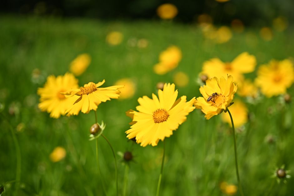 Día Mundial de las Abejas destaca importancia de insectos polinizadores