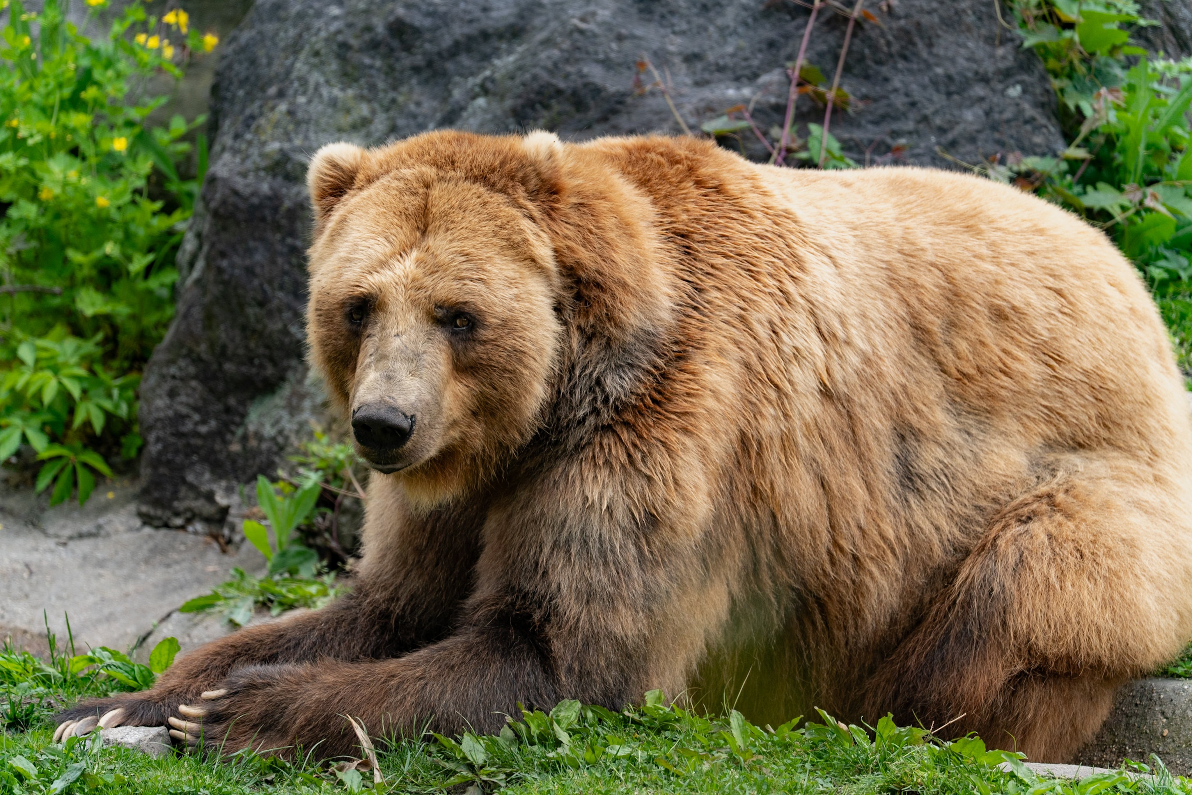 Bear Greg - Apollo At 25