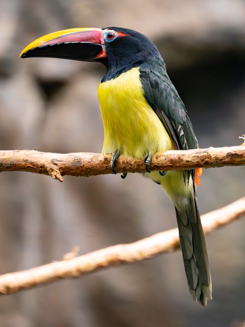 Free Close-up of a bright-mandibled toucan perched on a branch. Stock Photo