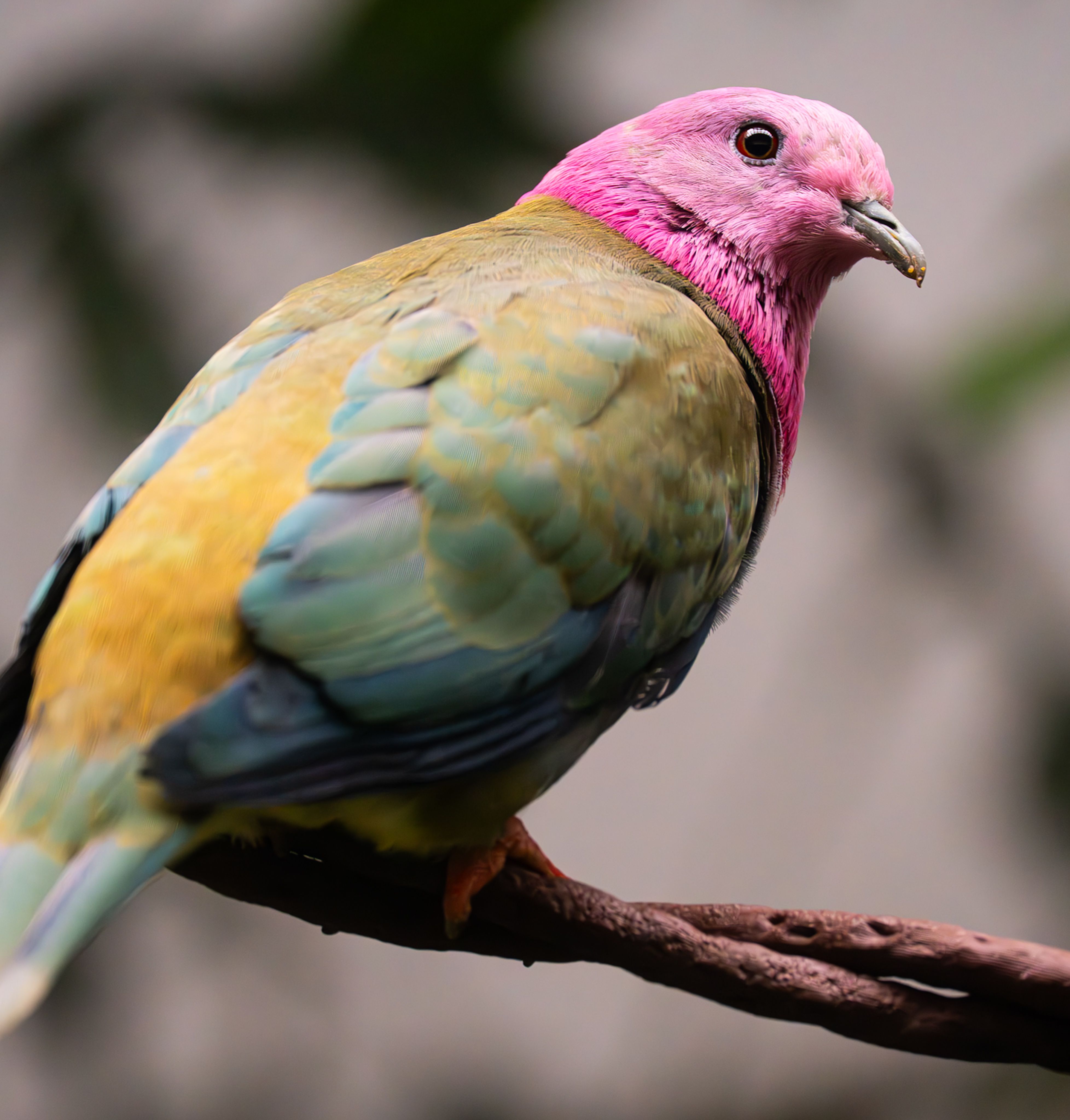 A pink-headed fruit dove, a visible relative of the Negros Fruit Dove