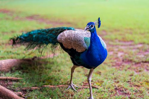 Free Close-up of a colorful peacock walking on grassy ground, showcasing its vivid plumage. Stock Photo