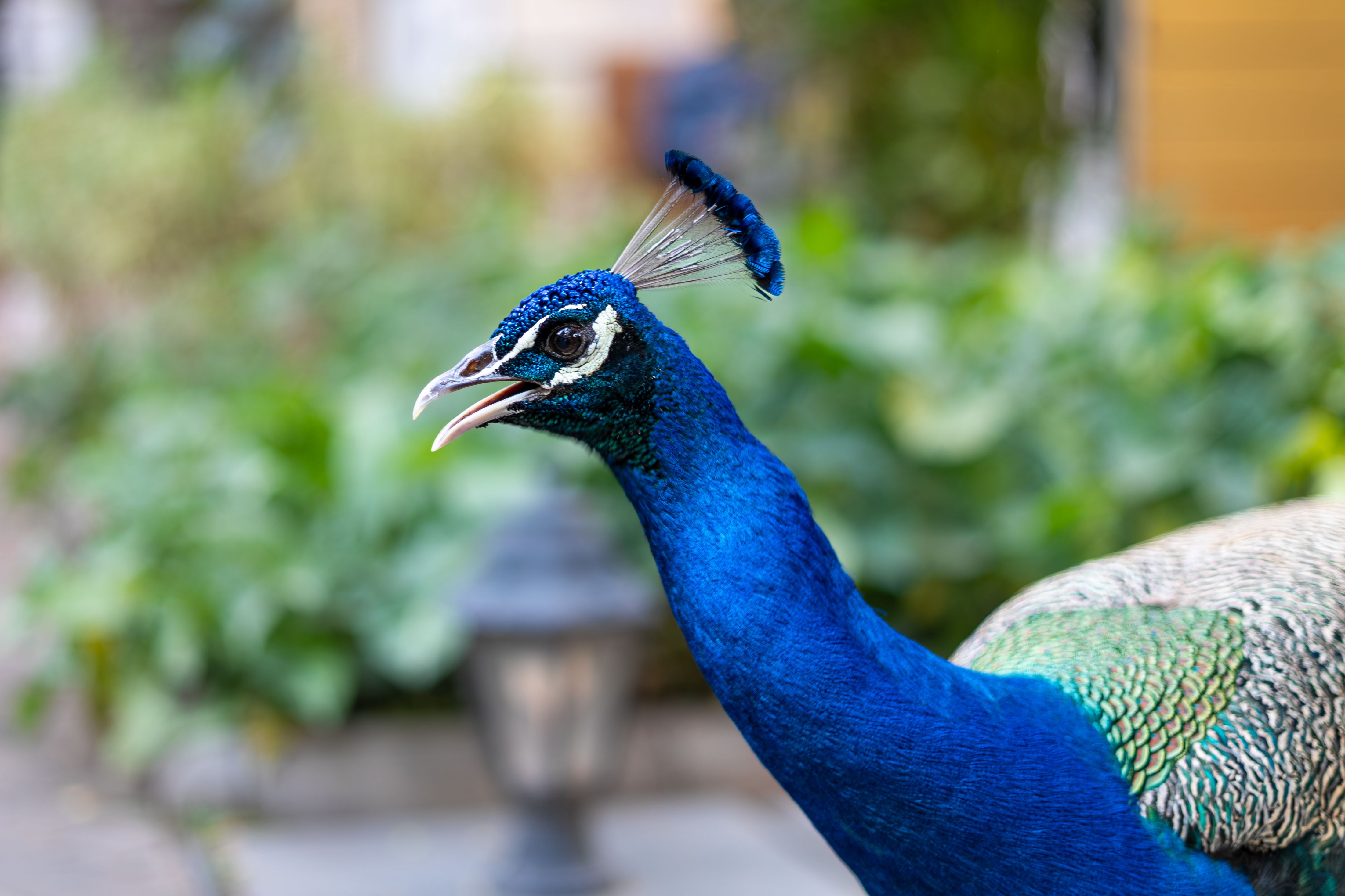 Captivating image of an Indian peacock displaying its vivid blue feathers outdoors in Pune, India.