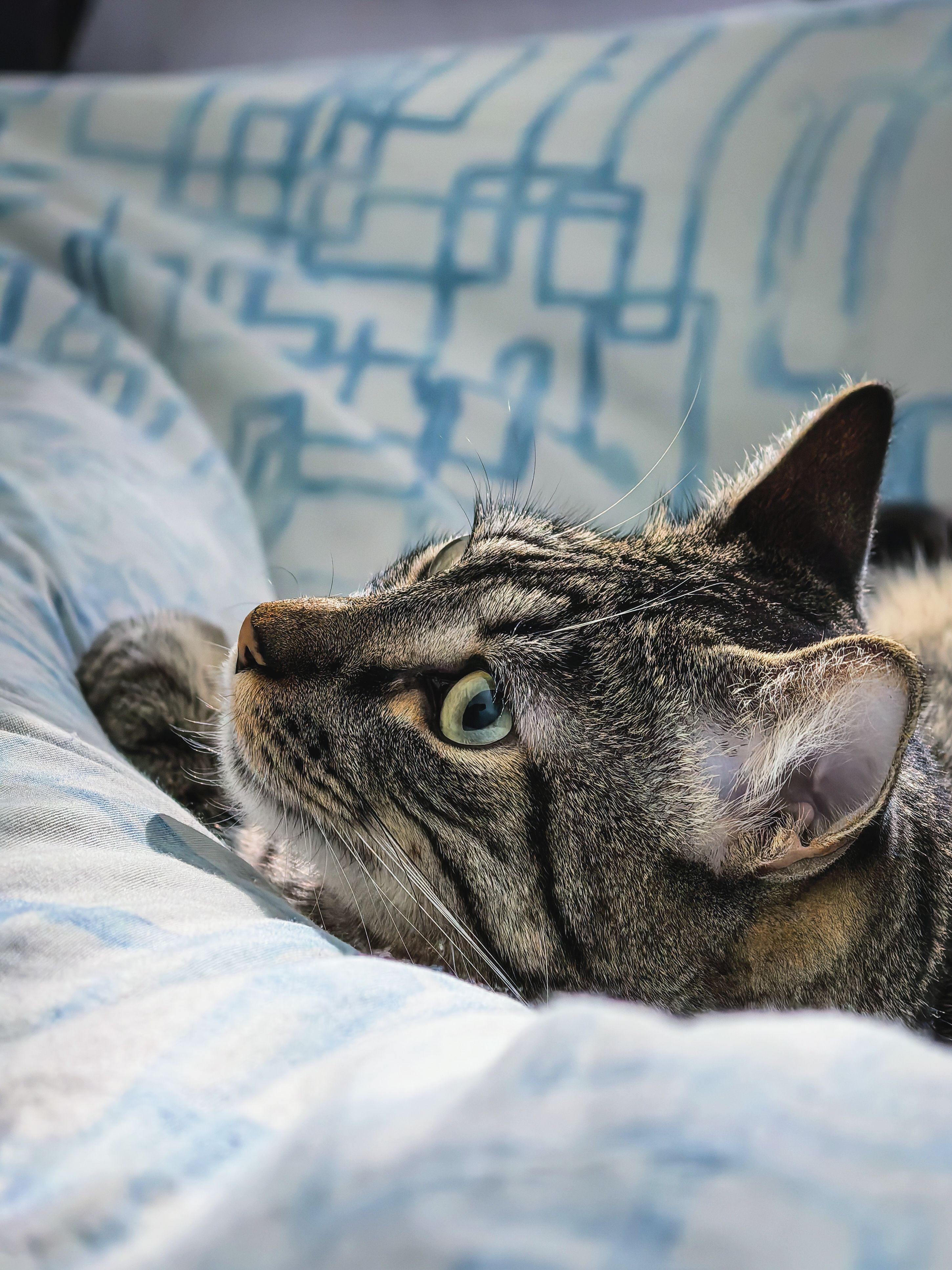 A serene tabby cat with striking eyes rests on a bed with patterned sheets, capturing a quiet moment of tranquility.