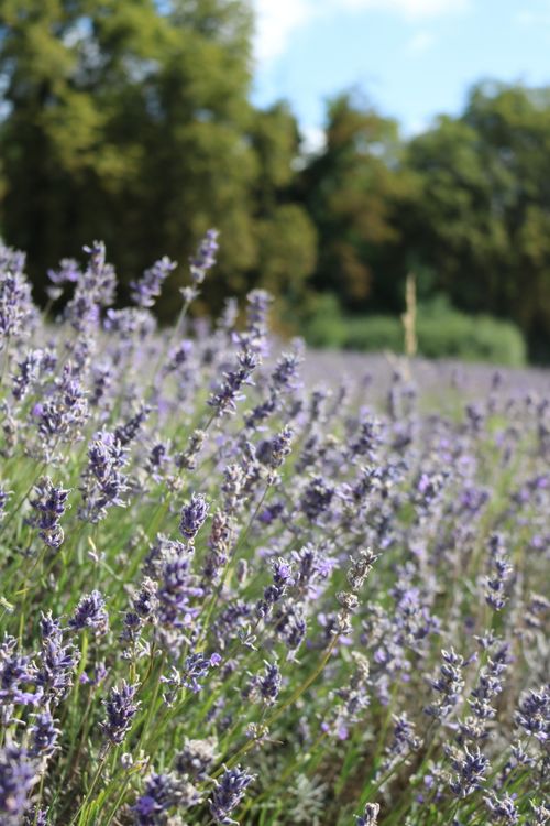 Free Capture of vibrant lavender fields in the UK, showcasing nature's beauty in summer. Stock Photo
