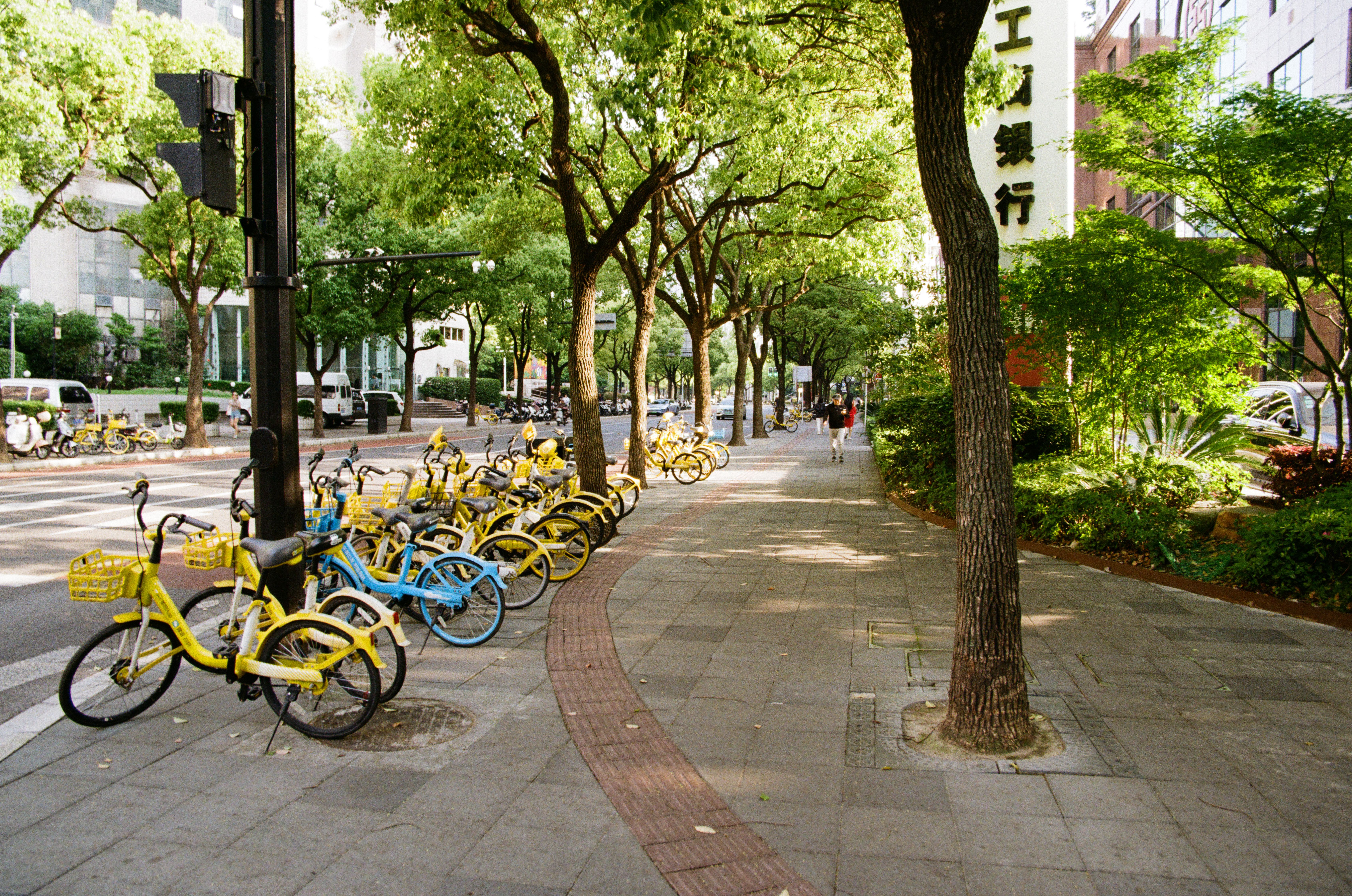 Yellow shared bikes line a tree-shaded street in vibrant Shanghai, China.