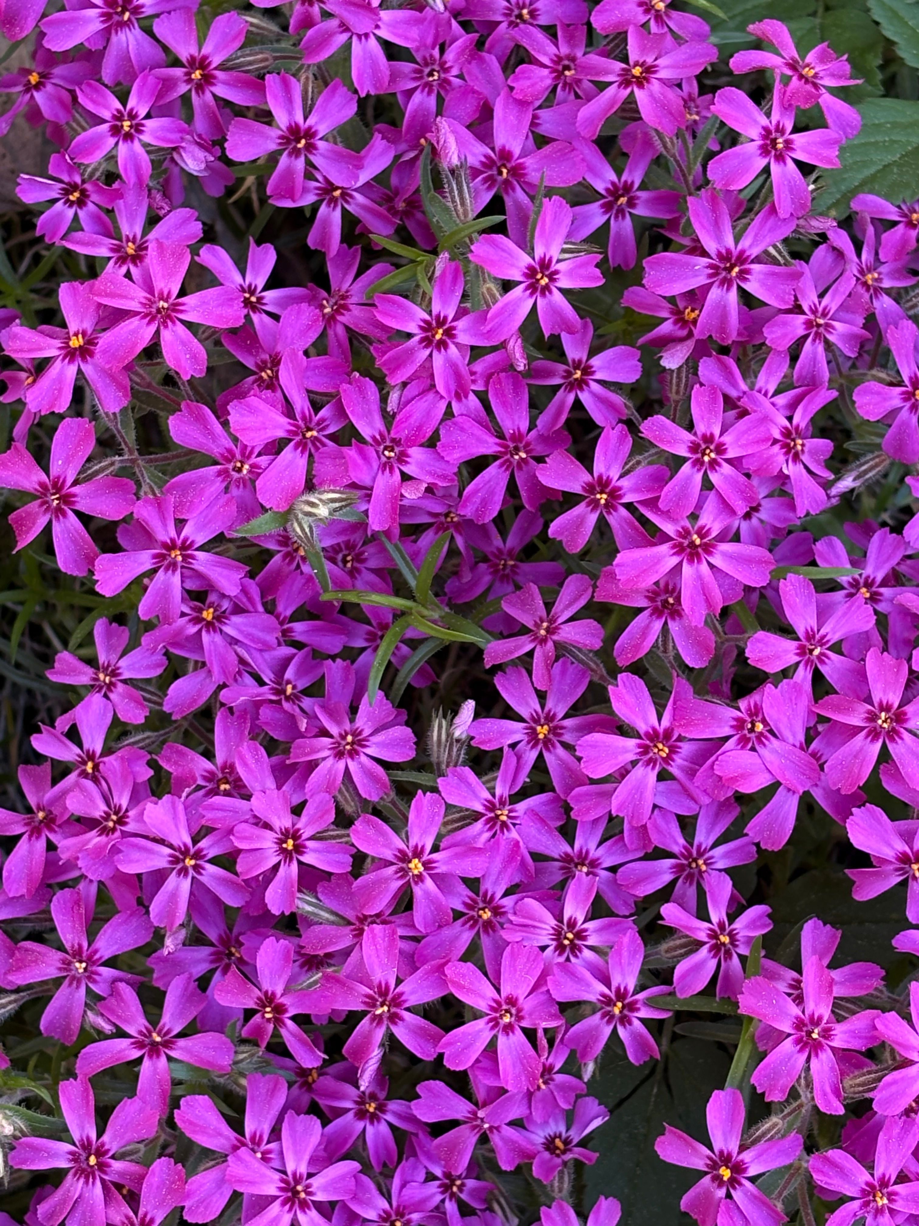 [ColoSach]-close-up-of-vibrant-pink-phlox-flowers-showcasing-their-vivid-petals-and-lush-green-foliage.