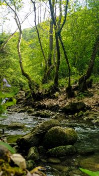 Peaceful forest stream with lush greenery and moss-covered rocks, ideal for nature backgrounds.