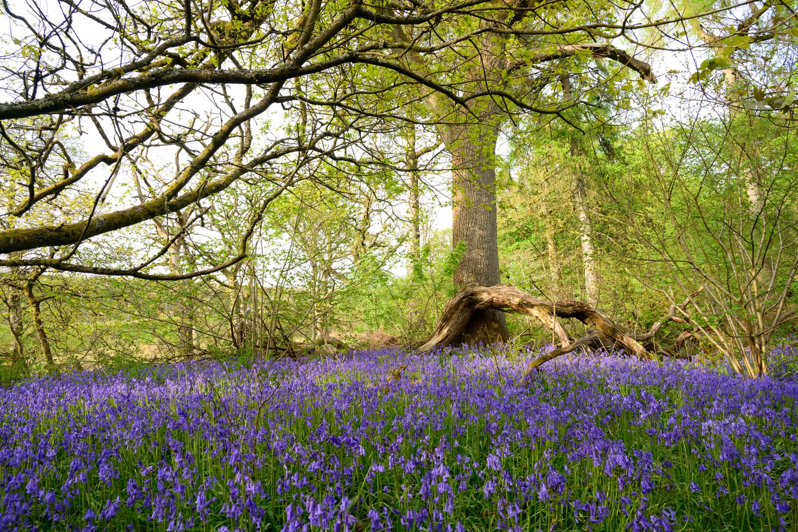 Bluebells carpeting the woodland floor beneath trees in Cumbernauld Glen, Scotland