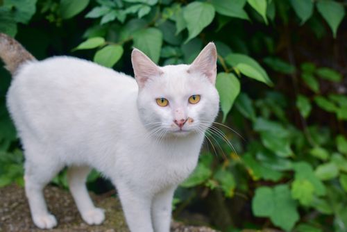 Free A white cat with striking yellow eyes stands in a lush green garden. Stock Photo