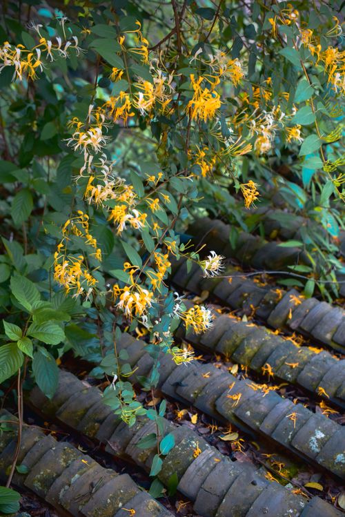 Free Bright yellow flowers and green foliage drape over a rustic garden path, creating a lush natural scene. Stock Photo