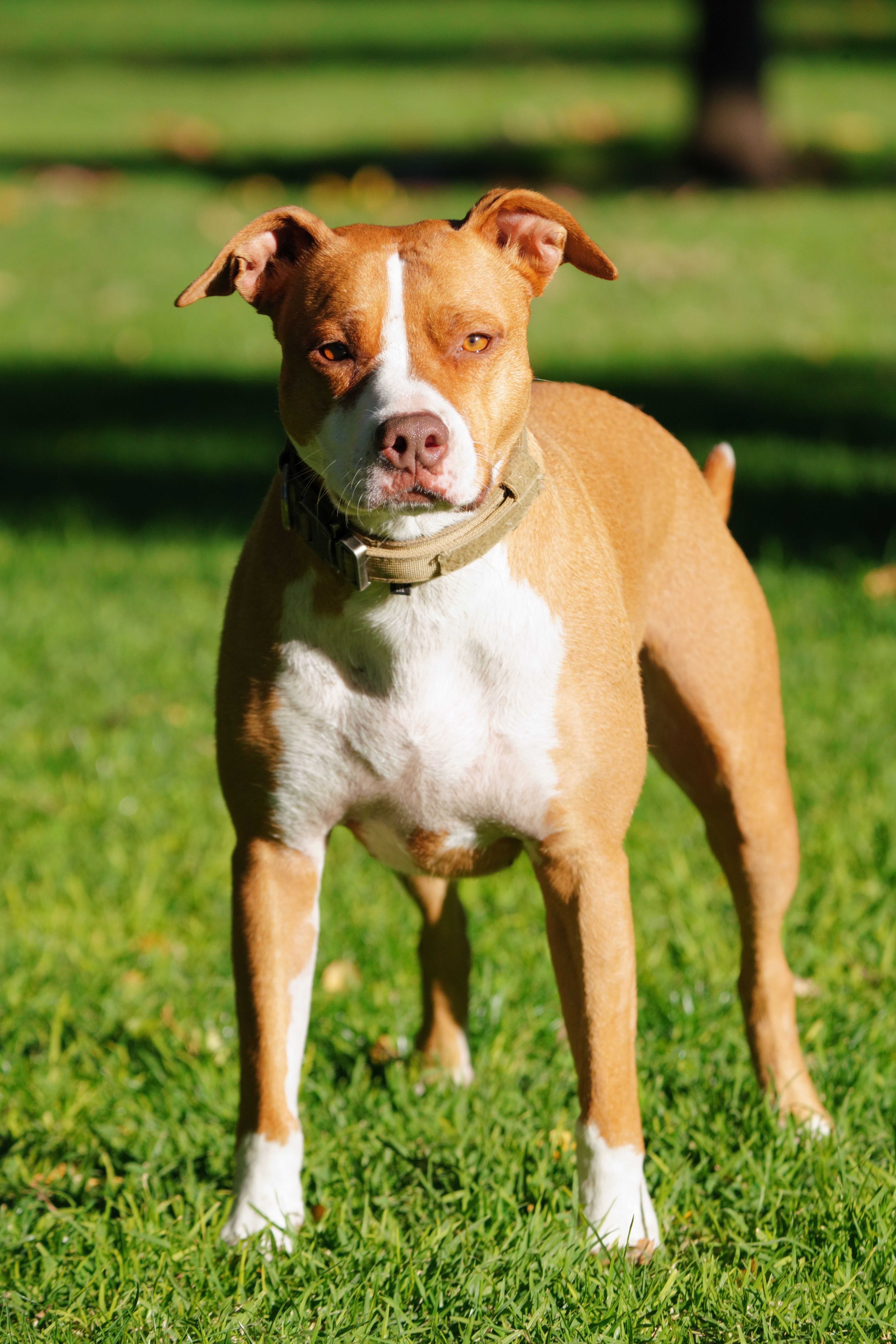 Understanding the History and Mythology of the Pitbull as a Fighting Breed